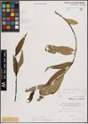 Foto von Salix fragilis L.